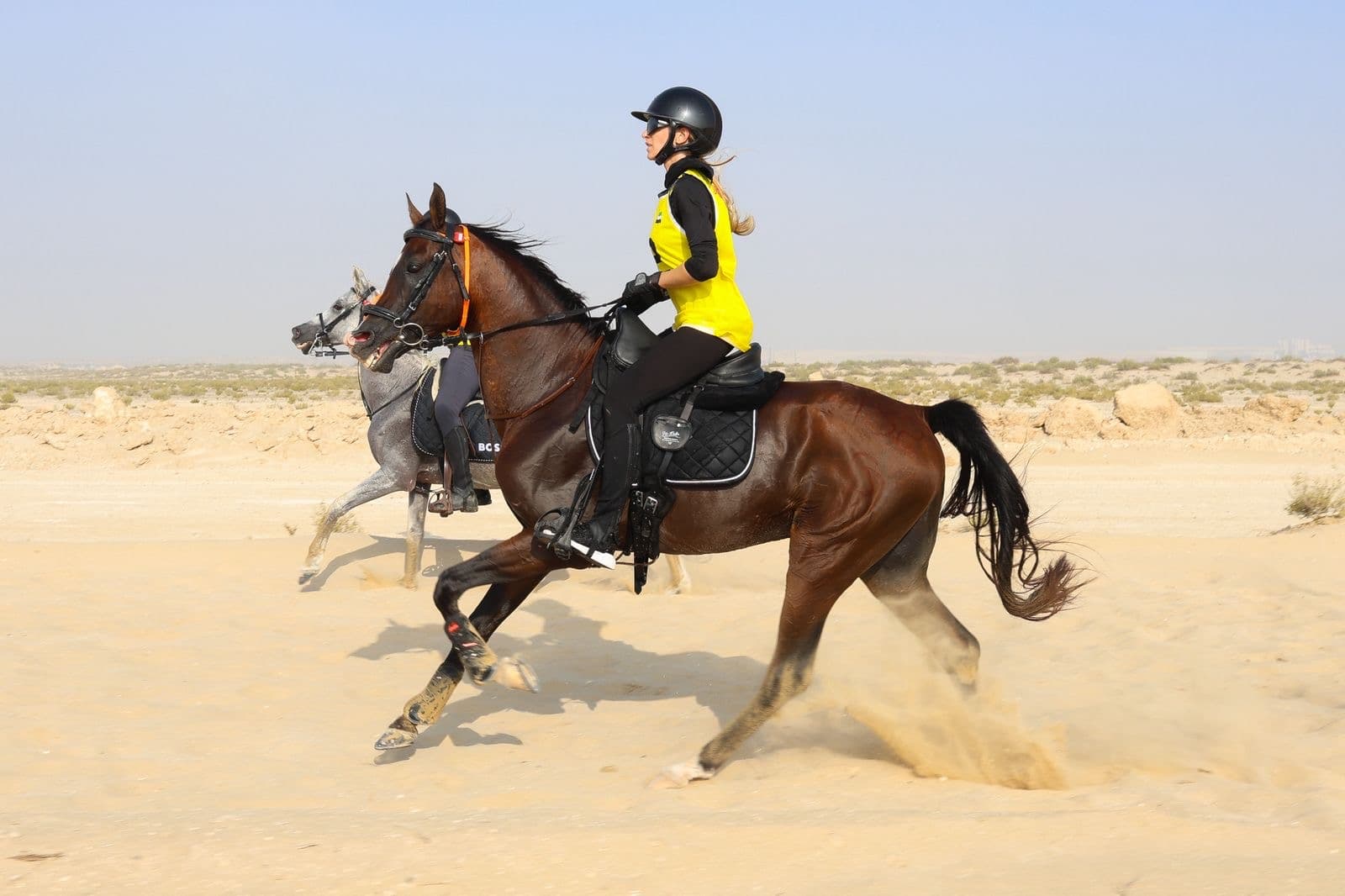 Arabian stallion for sale