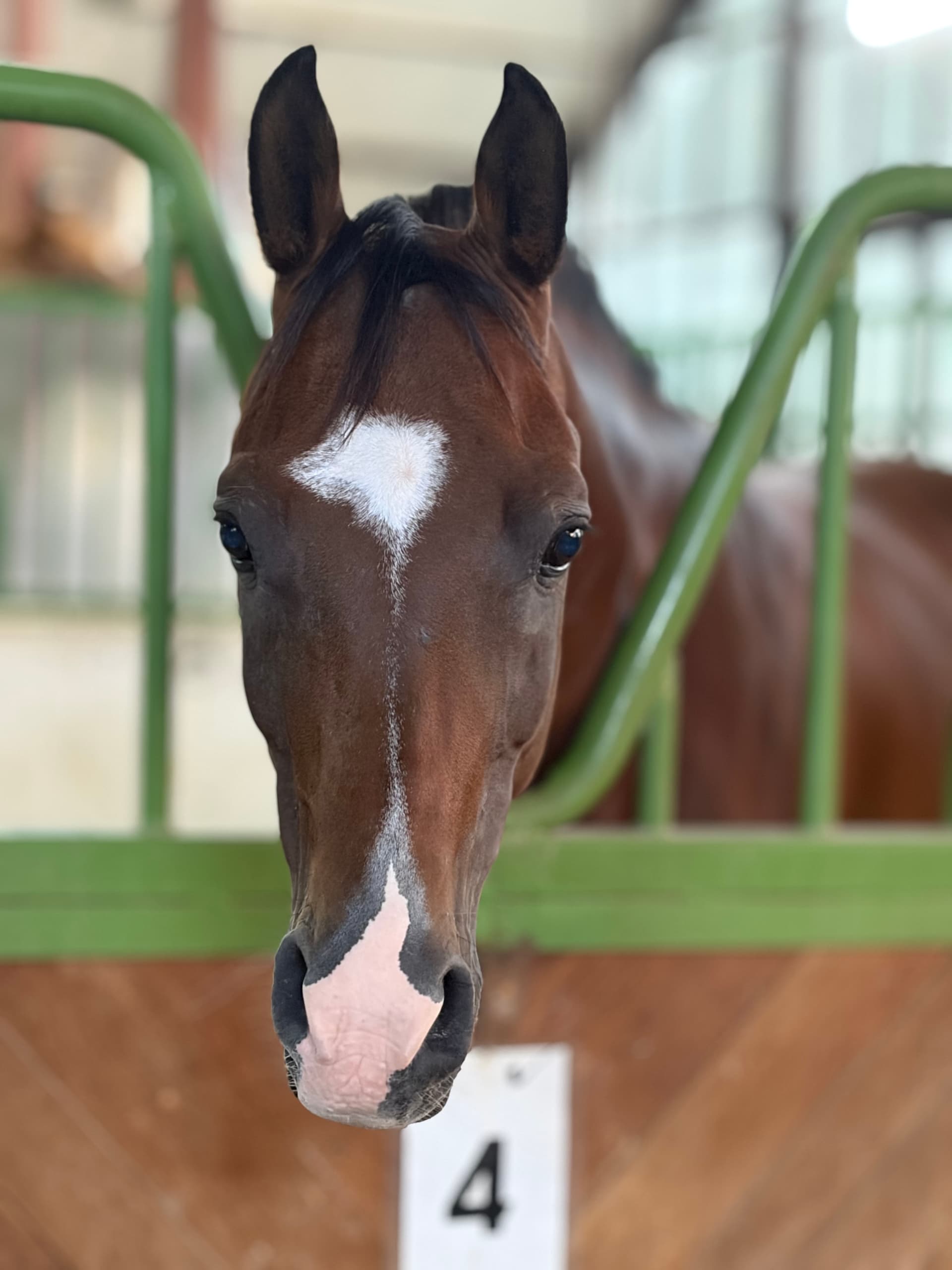 Arabian stallion for sale - Image 2