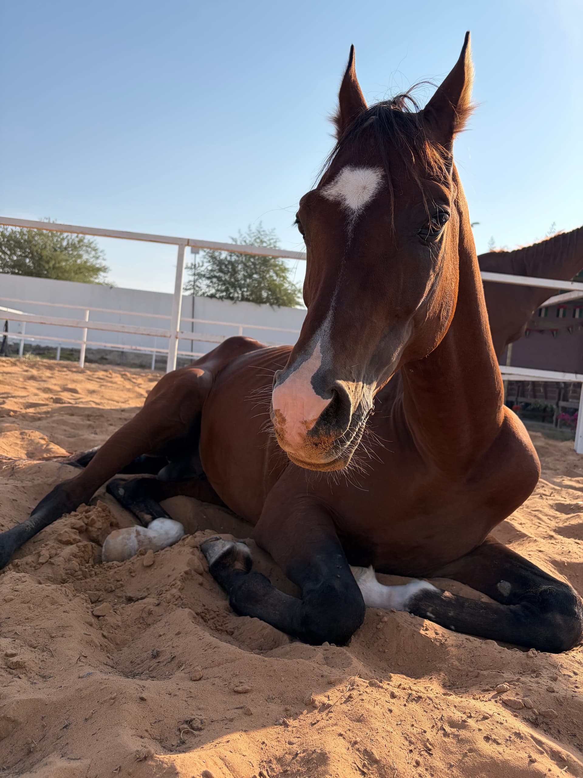 Arabian stallion for sale - Image 3